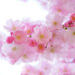 セミリタイア中で時間があるのに「桜の名所」へ花見に行かなかった理由