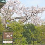 平日のセミリタイア小旅行（京都・嵐山の桜）