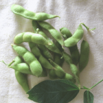 家庭菜園の枝豆を収穫したセミリタイアの夏【2019】